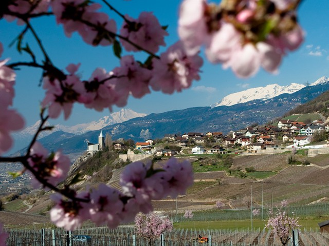 Das Dorf Varen liegt umgeben von Weinbergen und steht ganz im Zeichen des naturnahen Weinanbaus mit dem Label Pfyfoltru (Schmetterling)