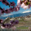 Das Dorf Varen liegt umgeben von Weinbergen und steht ganz im Zeichen des naturnahen Weinanbaus mit dem Label Pfyfoltru (Schmetterling)