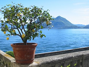  Zitronen am Lago Maggiore