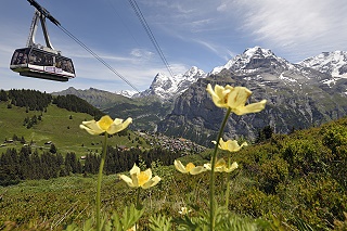 Seilbahn Schilthorn