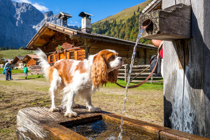Ferienhaus mit Hund, Österreich