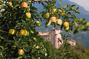 Apfelbäume im Trentino
