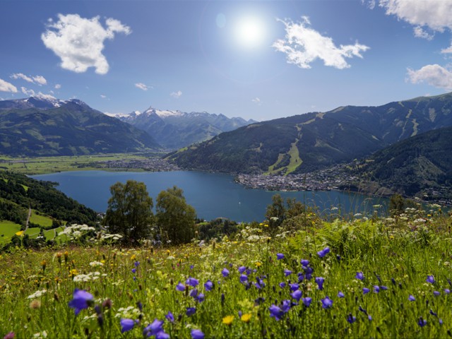 Mitterbergblick mit Blumen