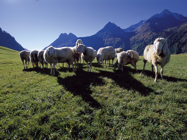 Sommer im Ötztal – Schafweide