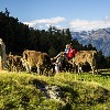 Ötztal Familienwanderung und Kühe