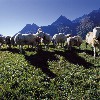 Sommer im Ötztal – Schafweide