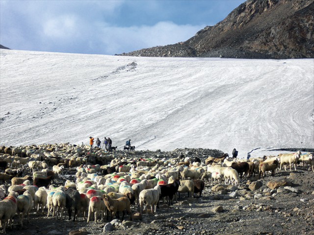 Schafabtrieb in Vent, Ötztal