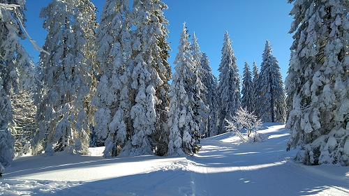 Feldberg im Schwarzwald - Urlaub in einer Ferienwohnung mit Hund