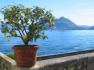 Zitronen am Gardasee