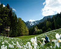 Narzissen im Rosental, Kärnten