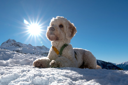 Zillertal Ferienwohnung, Ferienhaus mit Hund