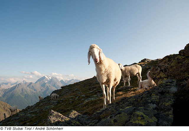 Schafherde in den Bergen, Stubaital