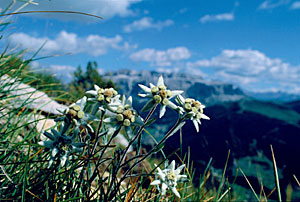 Edelweiss im Grödnertal