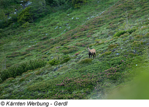 Wildtiersafarie Nationalpark Hohe Tauern, Kärnten