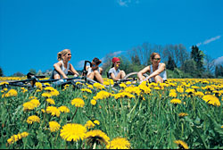 Blumenwiese in Kärnten