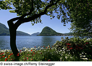 Blütenmeer am Luganer See