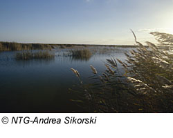 Schilf am Neusiedler See