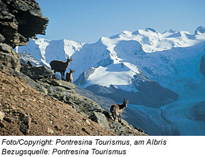 Steinböcke in Pontresina