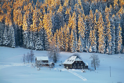 Schwarzwald im Winter