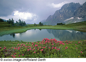 Große Scheidegg, Grindelwald im Berner Oberland