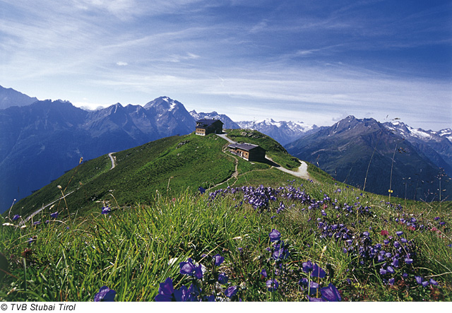 Blumenwiese im schönen Stubaital