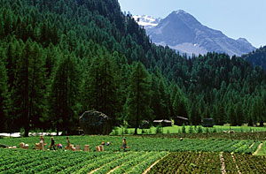 Das Martelltal in Südtirol