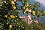 Apfelplantage im Trentino