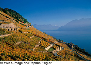 Weinberge und der Genfersee im Kanton Waadt