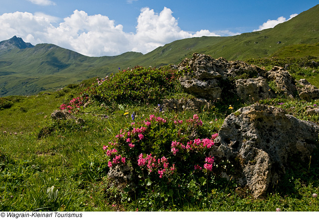 Sommer in Wagrain-Kleinarl