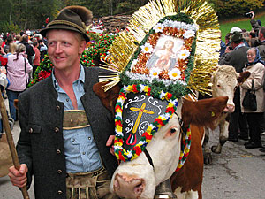 Almabtrieb am Wolfgangsee