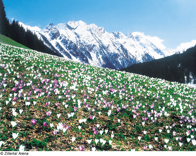 Zillertal Arena – Bergblumenwiese